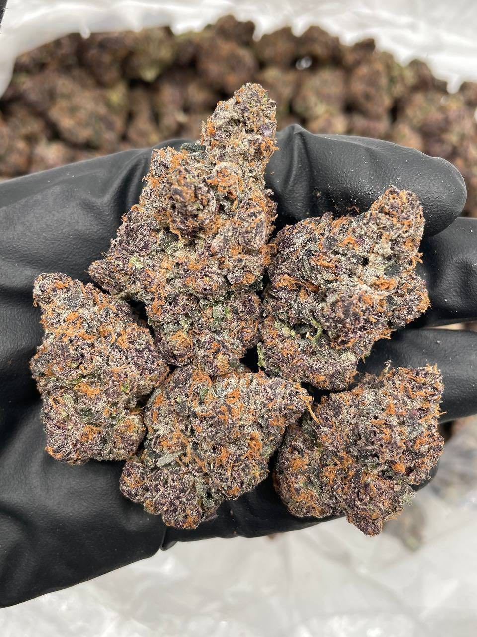 FRUIT BY THE FOOT INDOORS 🍒🍓