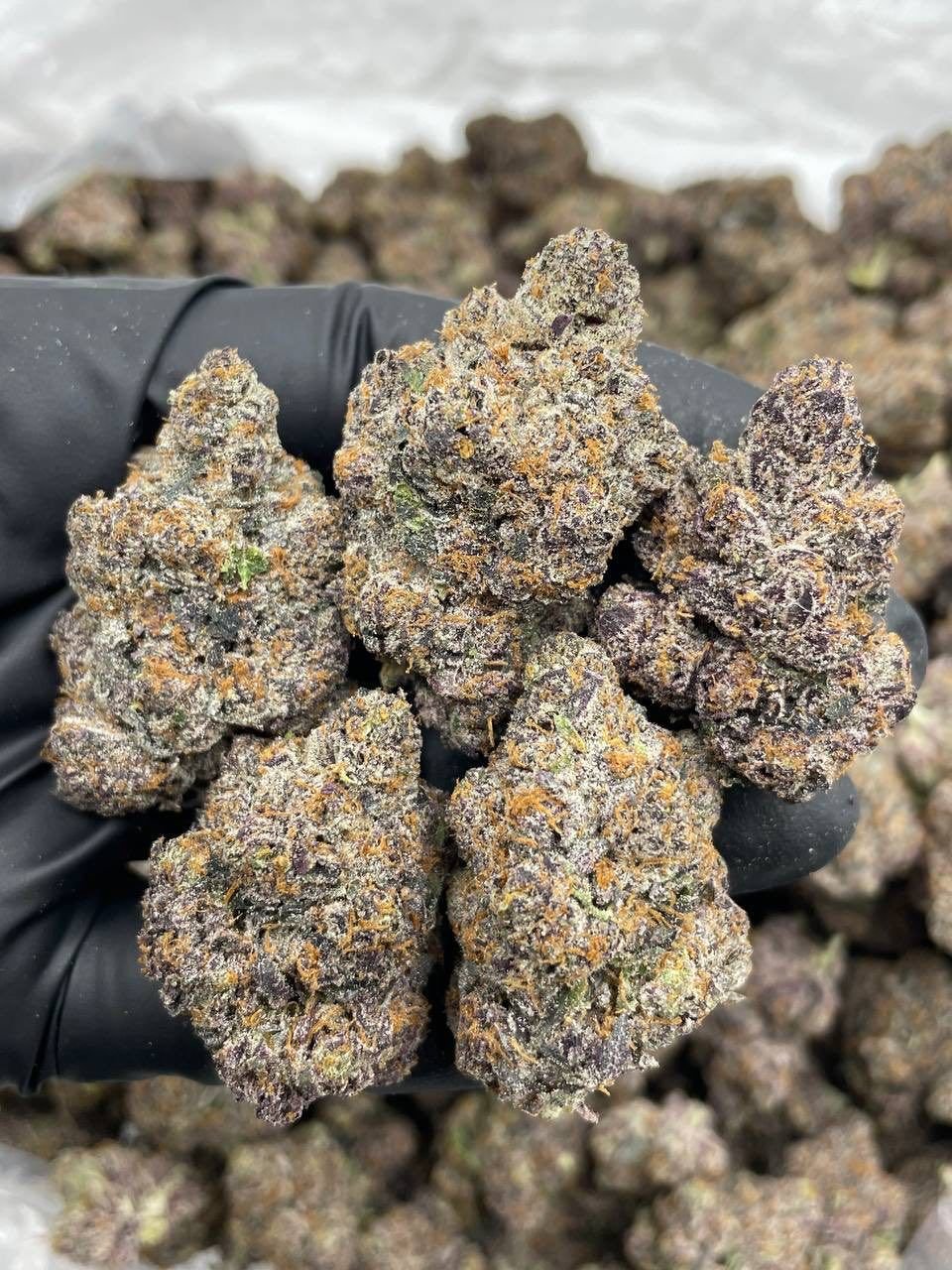 Razzberry Pop Rocks — Indoor