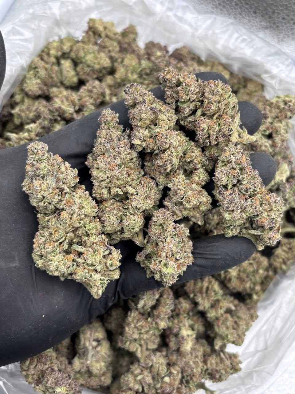 Hooch — Indoor-grown