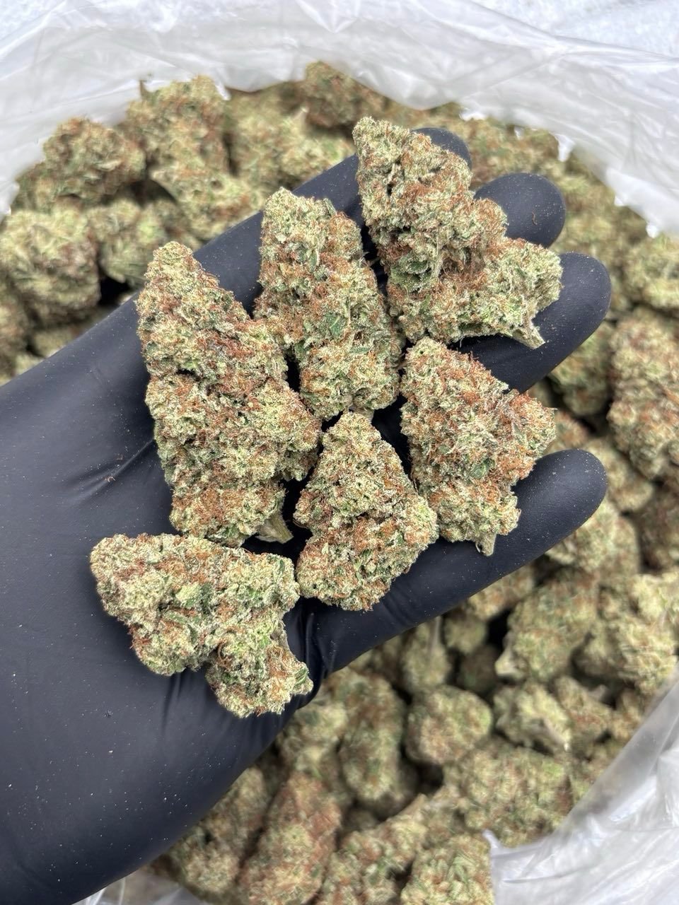 KK Sherb — Indoor-grown